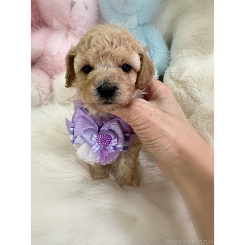 販売中の香川県のビションプー:ビションフリーゼ×トイプードル-436181の2枚目