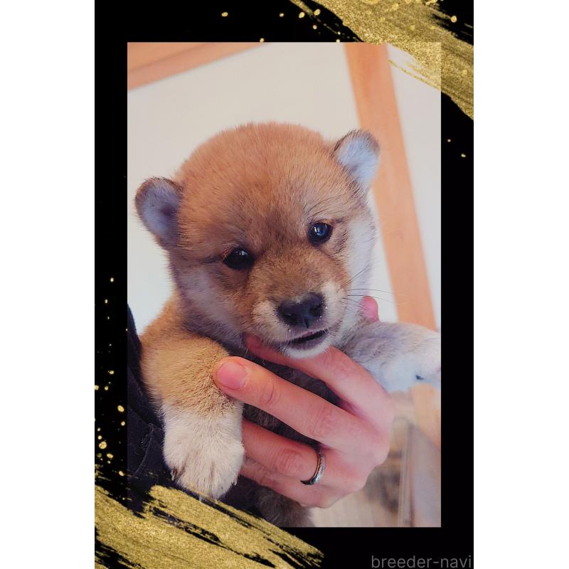 販売中の栃木県の柴犬-435574の5枚目