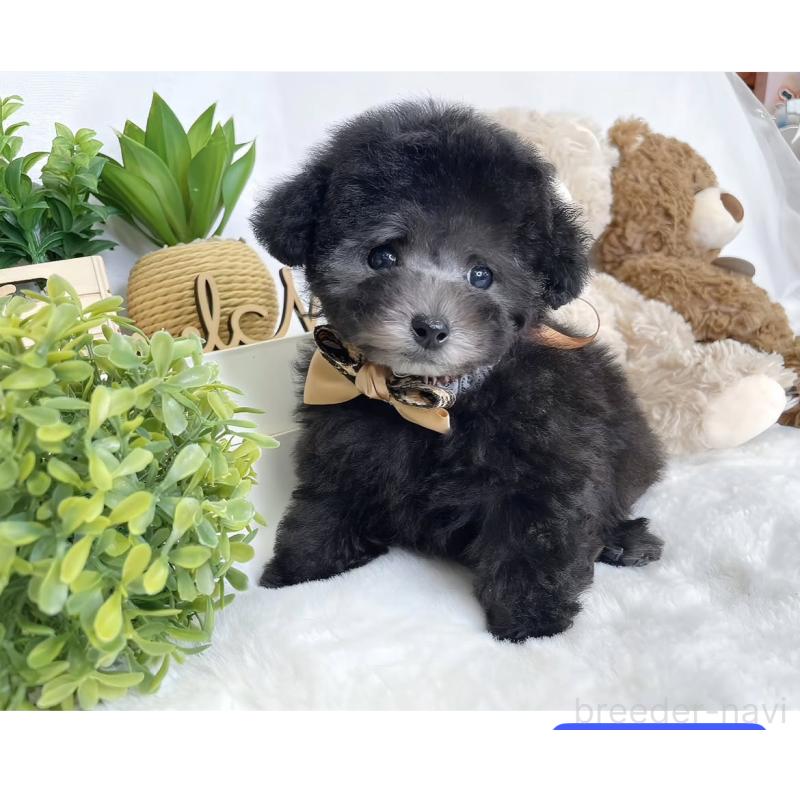 成約済の大阪府のティーカッププードル-435670の10枚目