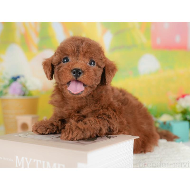 販売中の群馬県のトイプードル-436183の7枚目