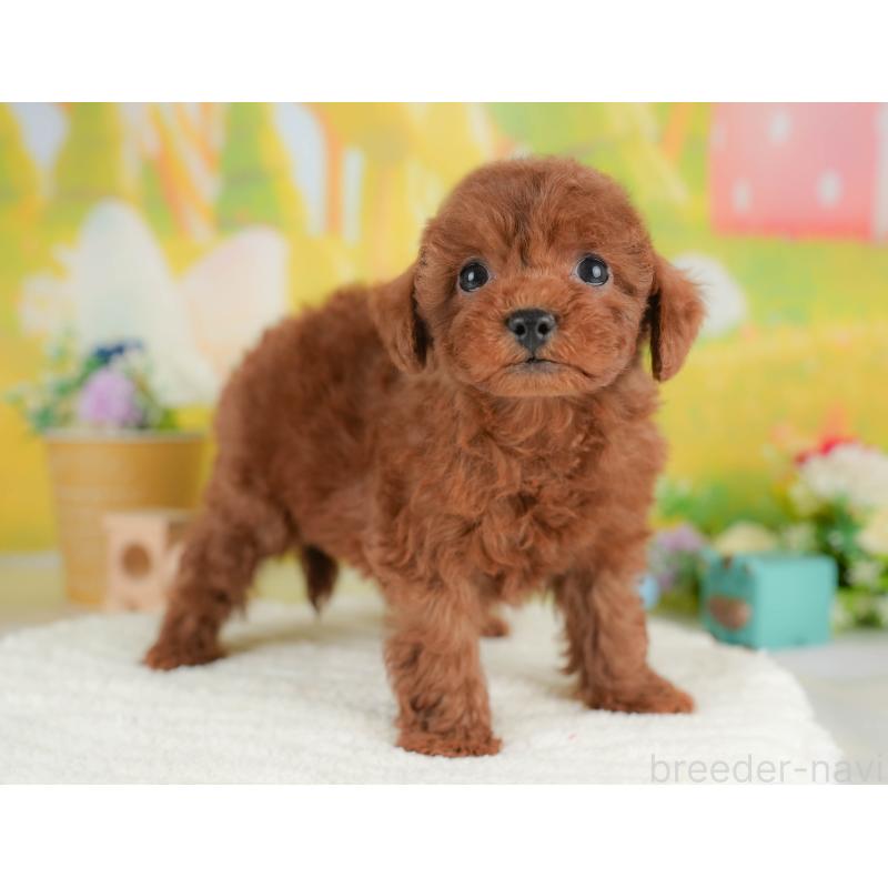 販売中の群馬県のトイプードル-436183の6枚目