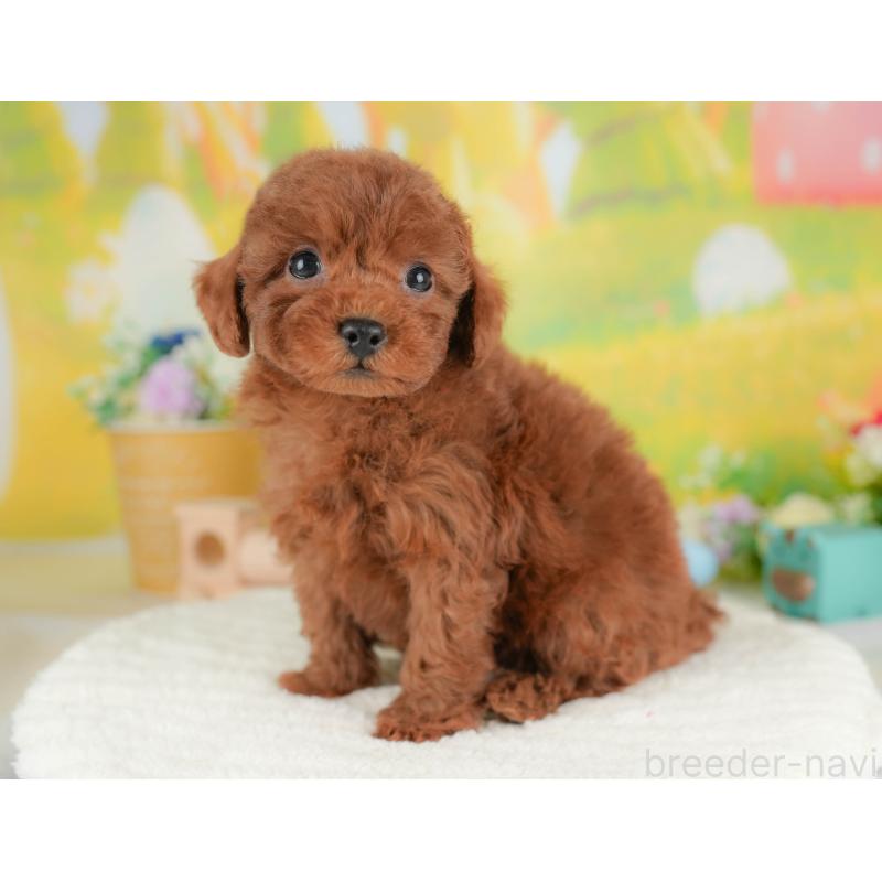 販売中の群馬県のトイプードル-436183の5枚目