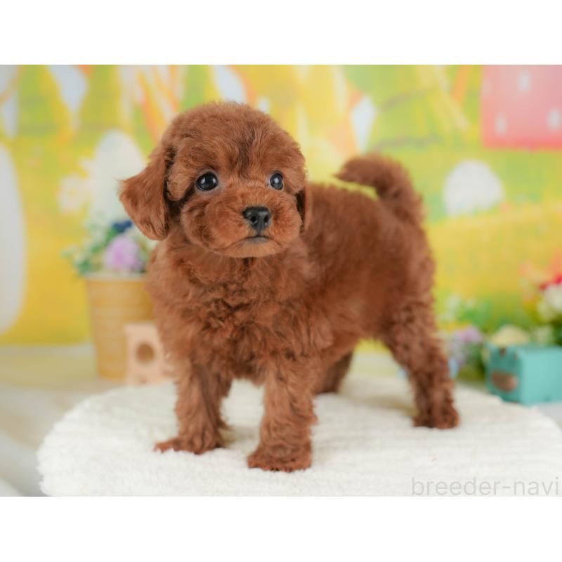 販売中の群馬県のトイプードル-436183の4枚目