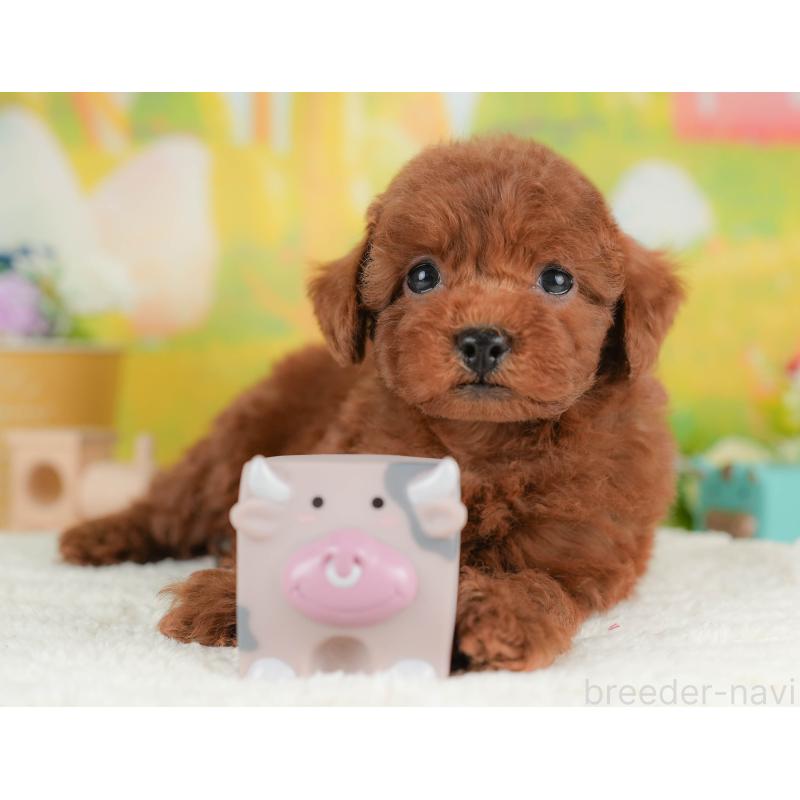 販売中の群馬県のトイプードル-436183の2枚目