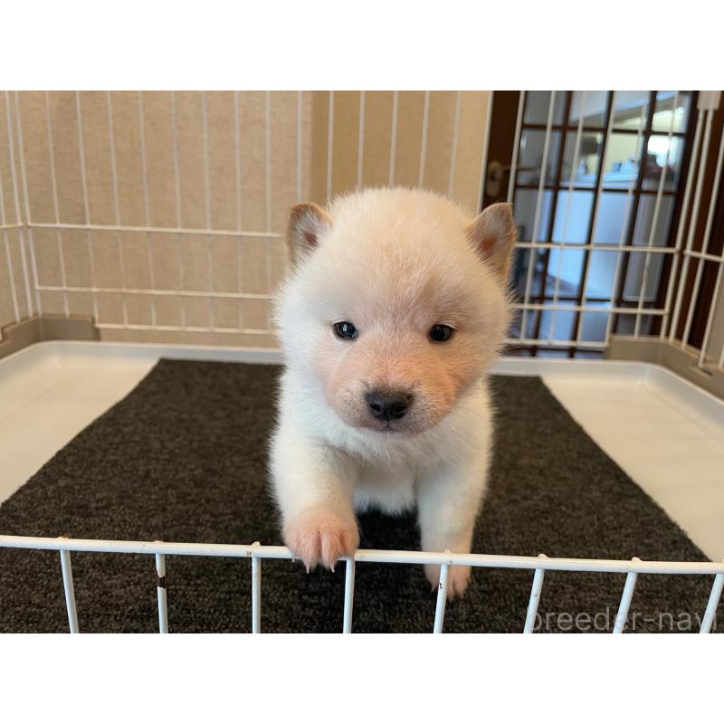 販売中の兵庫県の豆柴-436192の4枚目