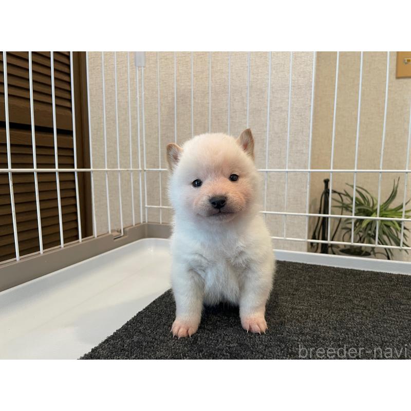 販売中の兵庫県の豆柴-436192の3枚目