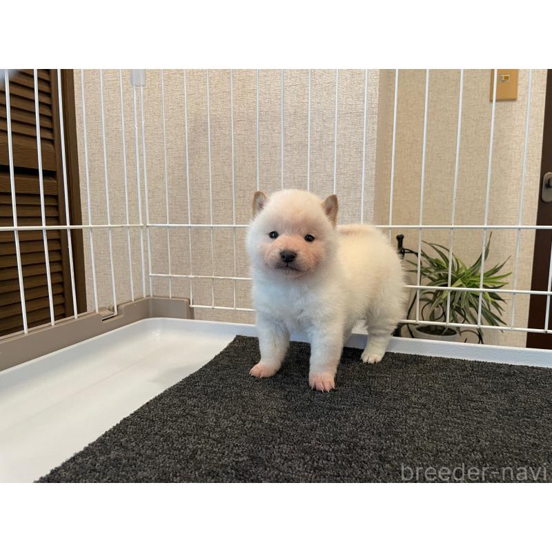 販売中の兵庫県の豆柴-436192の2枚目