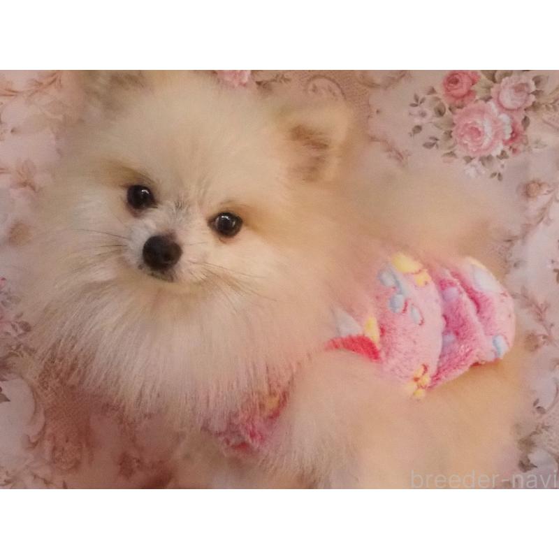 販売中の岡山県のポメラニアン-436193の3枚目