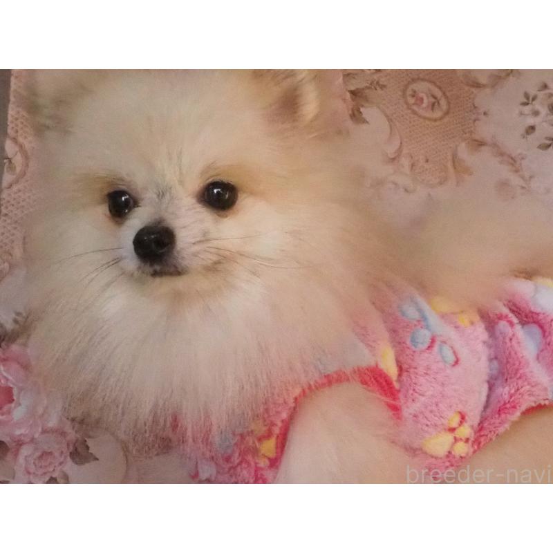 販売中の岡山県のポメラニアン-436193の2枚目