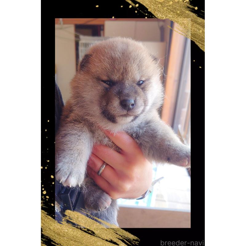 成約済の栃木県の柴犬-435814の4枚目