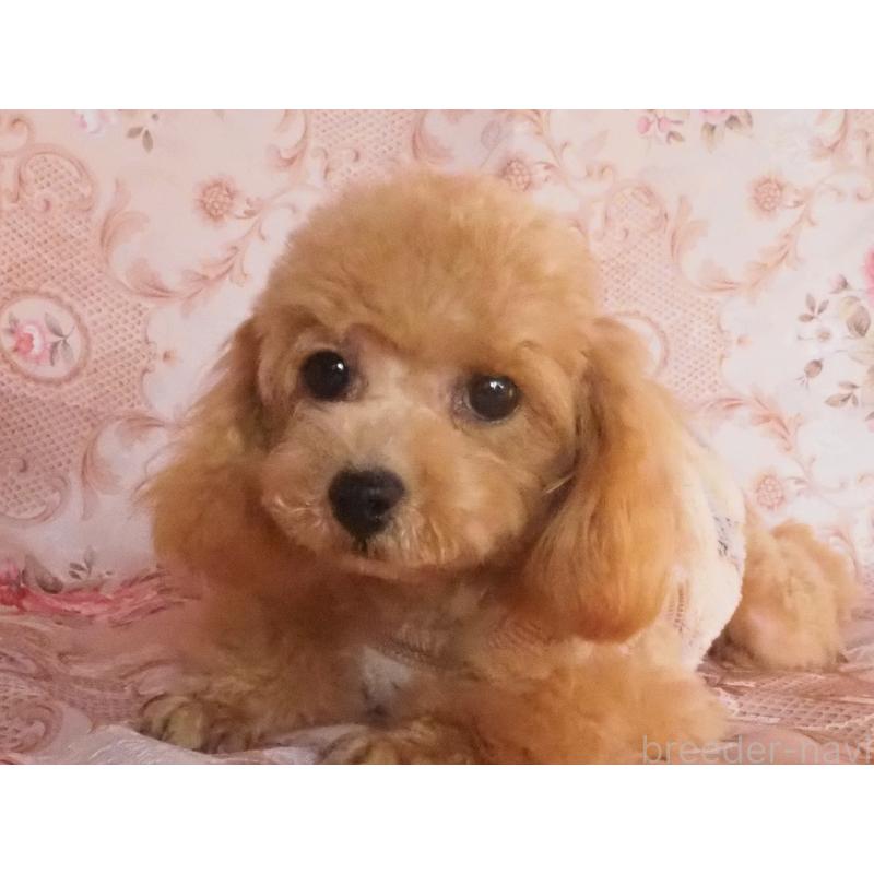 販売中の岡山県のトイプードル-436197の3枚目