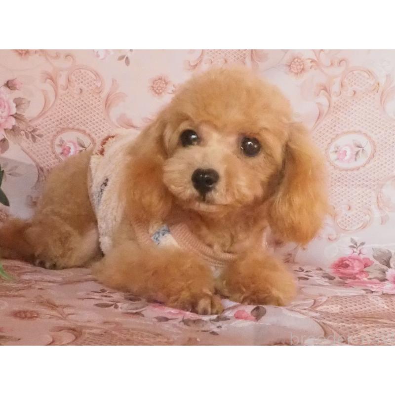 販売中の岡山県のトイプードル-436197の2枚目