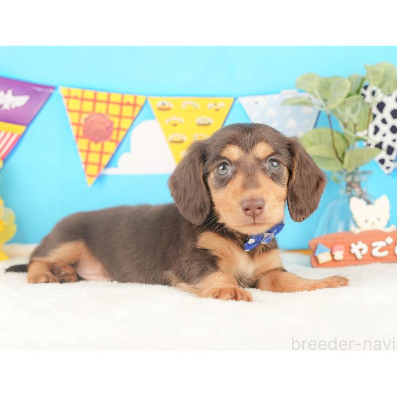 販売中の茨城県のカニンヘンダックスフンド(ロングヘアード)-436199の5枚目