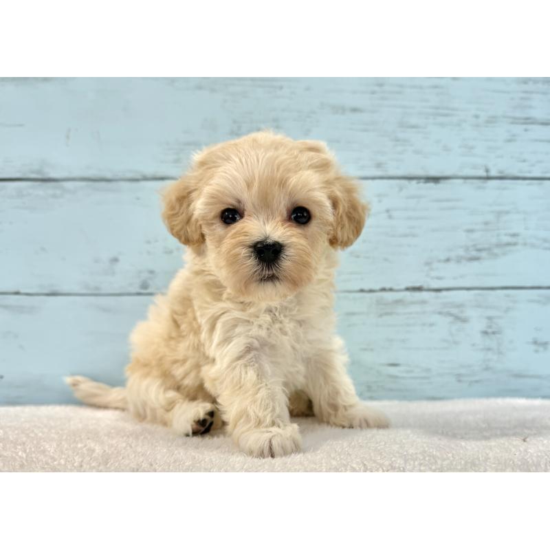 販売中の千葉県のマルプー:マルチーズ×トイプードル-436200の10枚目