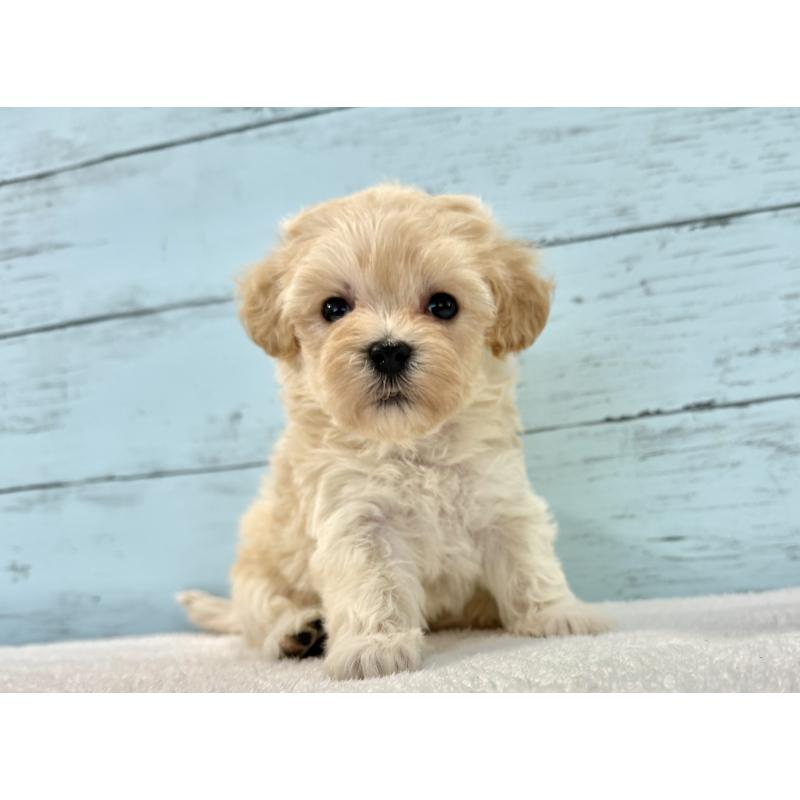 販売中の千葉県のマルプー:マルチーズ×トイプードル-436200の9枚目