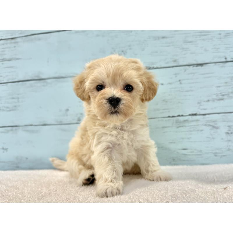 販売中の千葉県のマルプー:マルチーズ×トイプードル-436200の8枚目