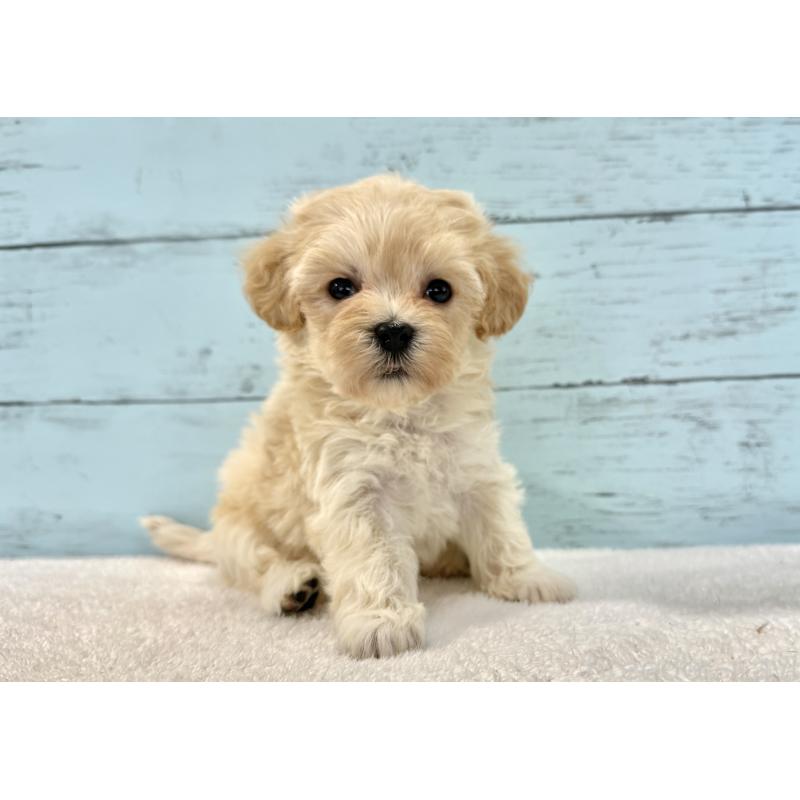 販売中の千葉県のマルプー:マルチーズ×トイプードル-436200の7枚目