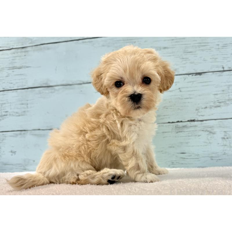 販売中の千葉県のマルプー:マルチーズ×トイプードル-436200の6枚目