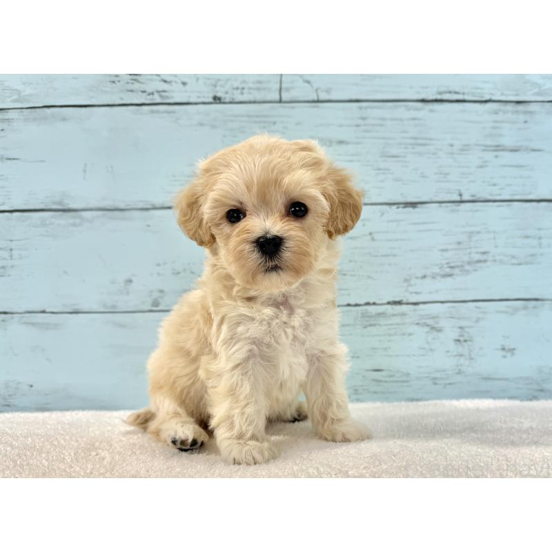 販売中の千葉県のマルプー:マルチーズ×トイプードル-436200の4枚目