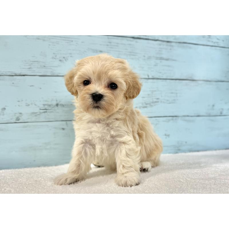 販売中の千葉県のマルプー:マルチーズ×トイプードル-436200の3枚目