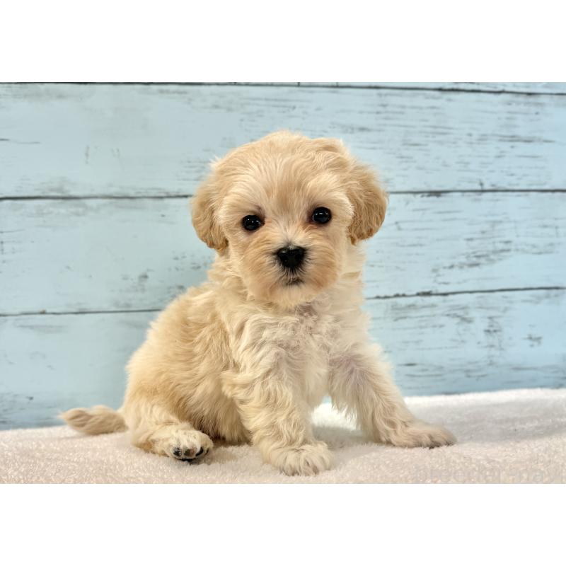 販売中の千葉県のマルプー:マルチーズ×トイプードル-436200の2枚目