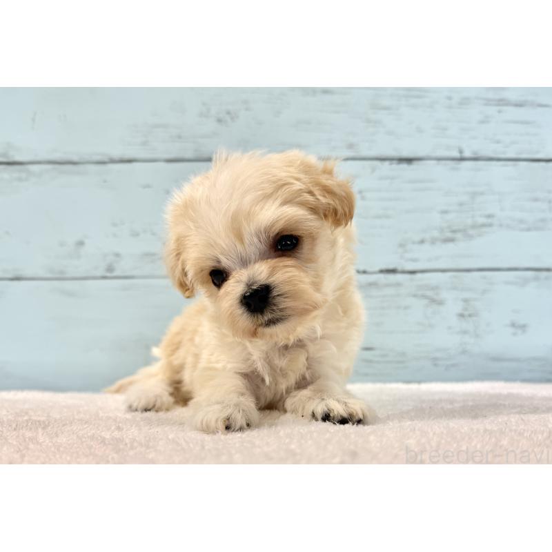 販売中の千葉県のマルプー:マルチーズ×トイプードル-436202の11枚目