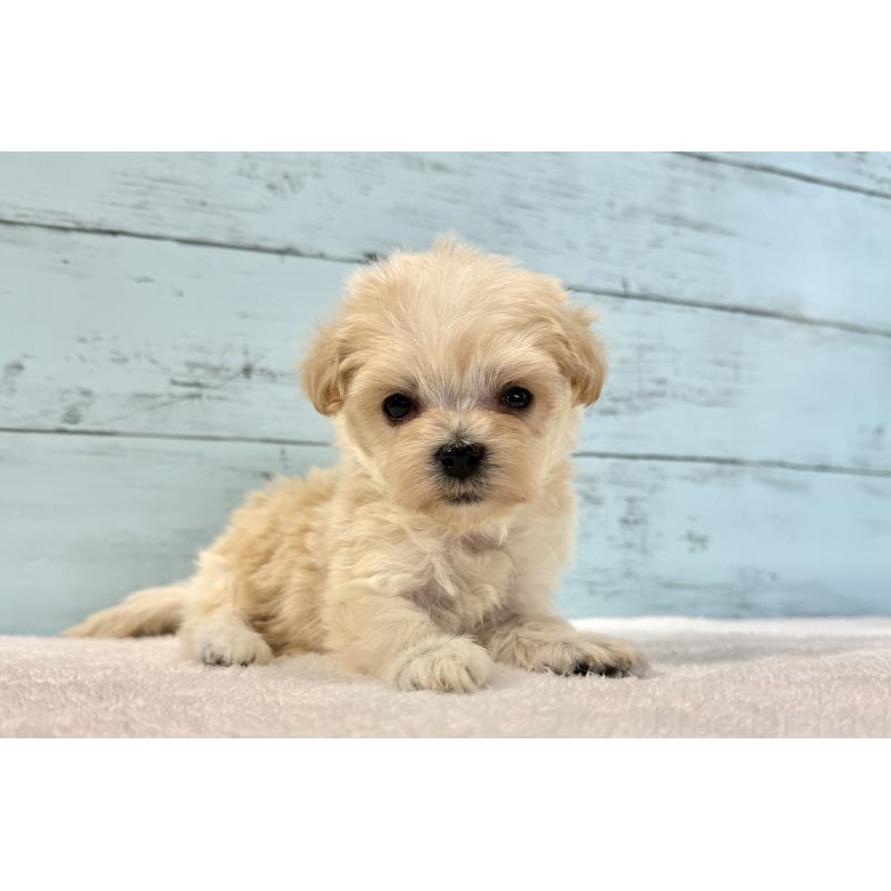 販売中の千葉県のマルプー:マルチーズ×トイプードル-436202の10枚目