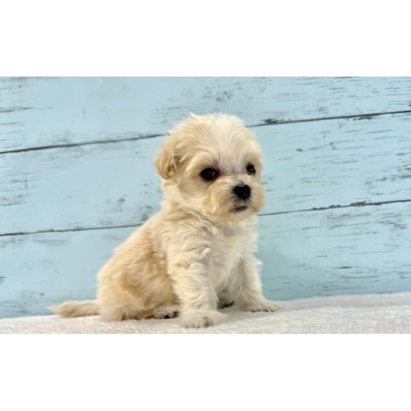 販売中の千葉県のマルプー:マルチーズ×トイプードル-436202の9枚目