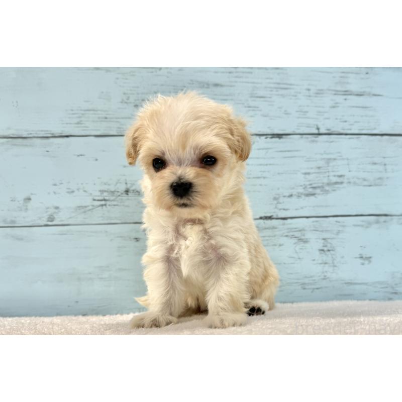 販売中の千葉県のマルプー:マルチーズ×トイプードル-436202の8枚目