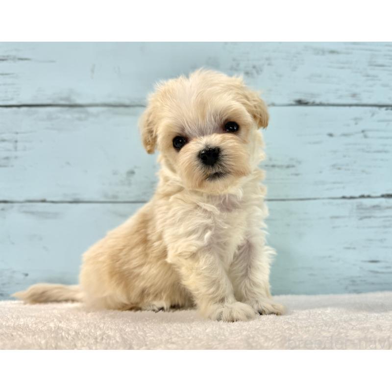 販売中の千葉県のマルプー:マルチーズ×トイプードル-436202の5枚目