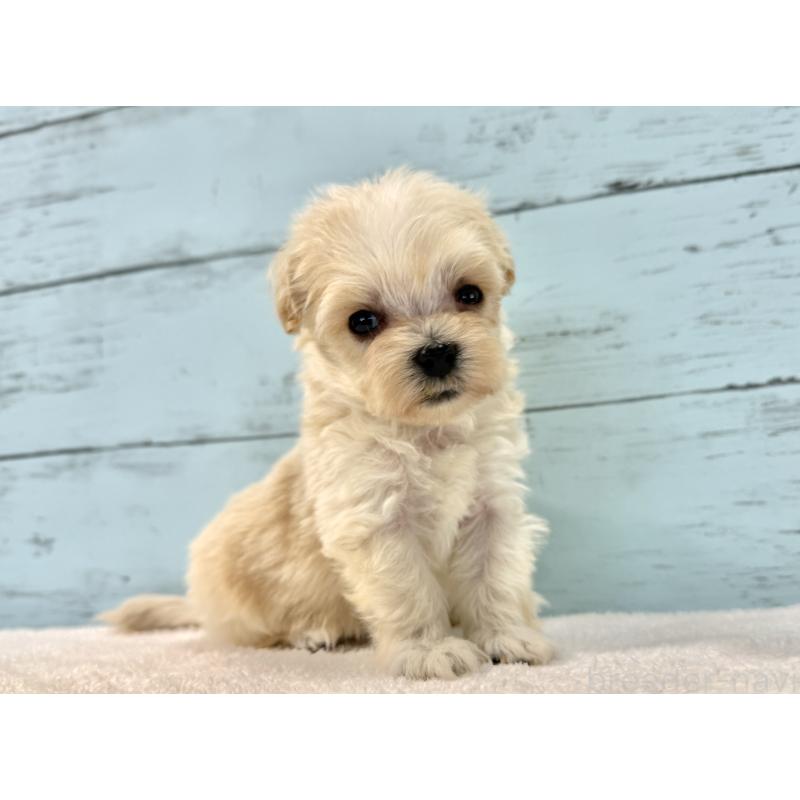 販売中の千葉県のマルプー:マルチーズ×トイプードル-436202の4枚目