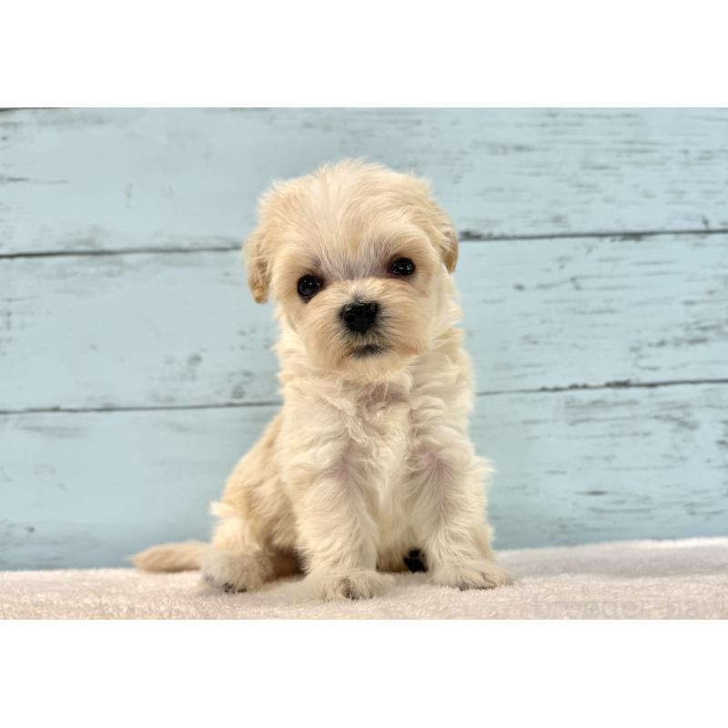 販売中の千葉県のマルプー:マルチーズ×トイプードル-436202の3枚目