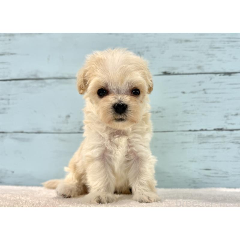 販売中の千葉県のマルプー:マルチーズ×トイプードル-436202の2枚目