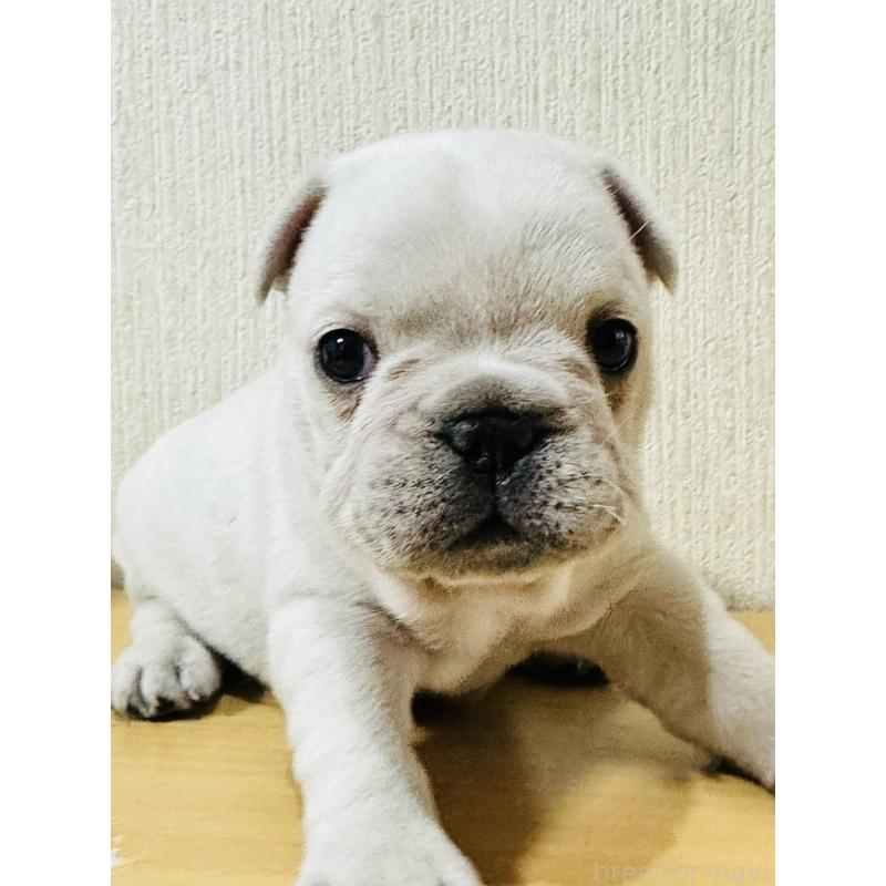 販売中の奈良県のフレンチブルドッグ-436203の5枚目