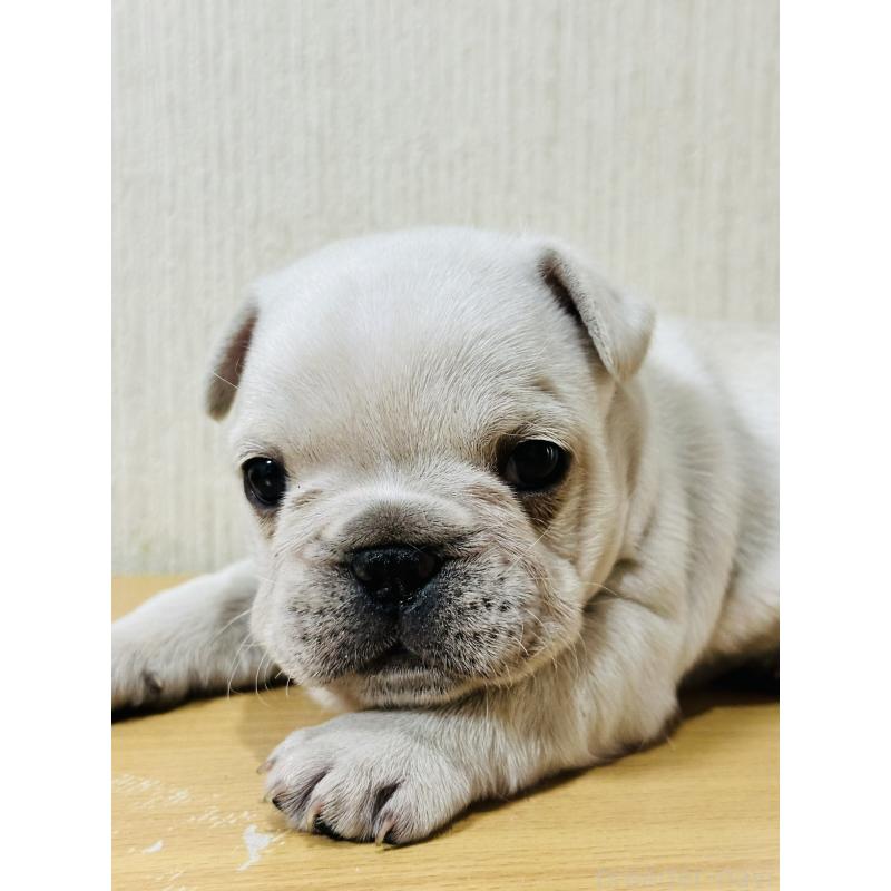 販売中の奈良県のフレンチブルドッグ-436203の4枚目