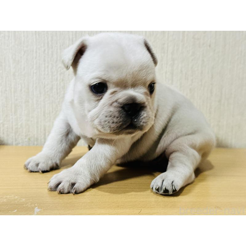 販売中の奈良県のフレンチブルドッグ-436203の2枚目