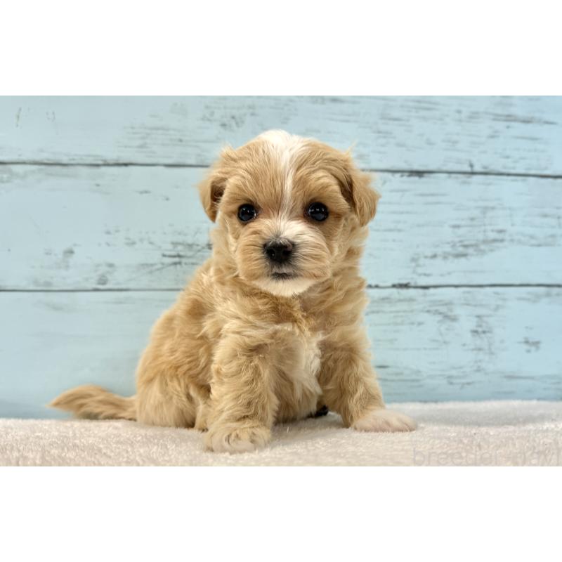 販売中の千葉県のマルプー:マルチーズ×トイプードル-436204の13枚目