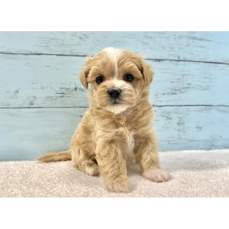 販売中の千葉県のマルプー:マルチーズ×トイプードル-436204の9枚目