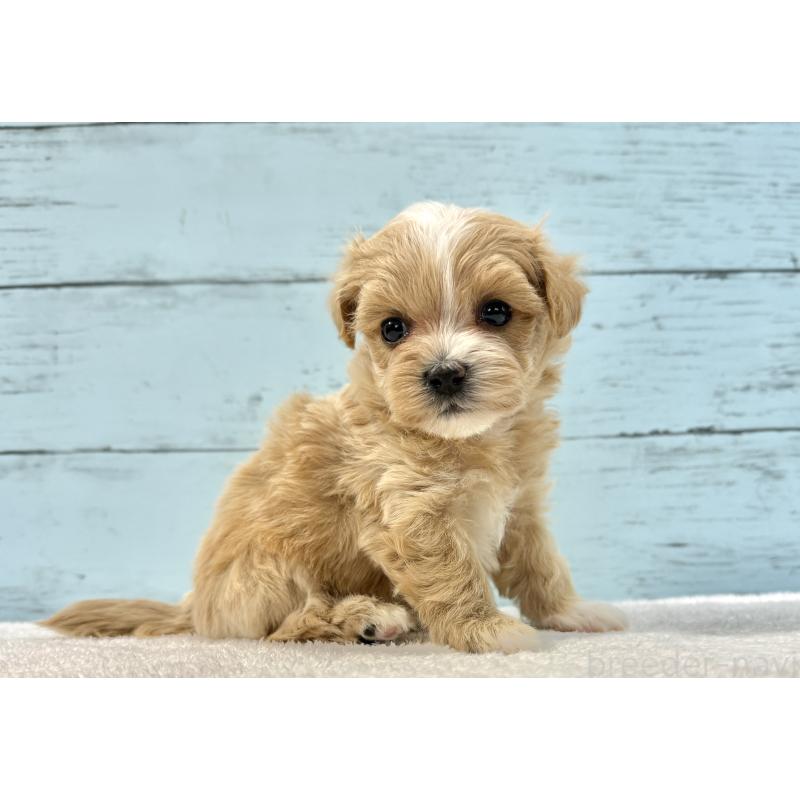 販売中の千葉県のマルプー:マルチーズ×トイプードル-436204の8枚目