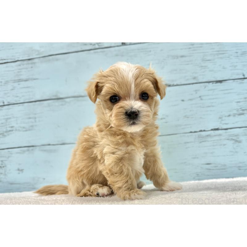 販売中の千葉県のマルプー:マルチーズ×トイプードル-436204の7枚目