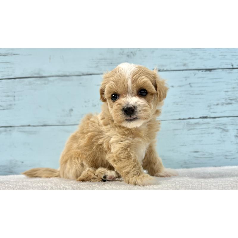 販売中の千葉県のマルプー:マルチーズ×トイプードル-436204の6枚目