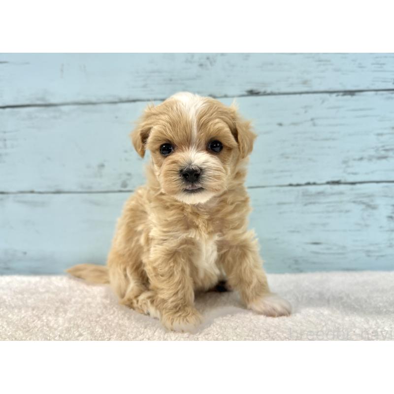 販売中の千葉県のマルプー:マルチーズ×トイプードル-436204の5枚目