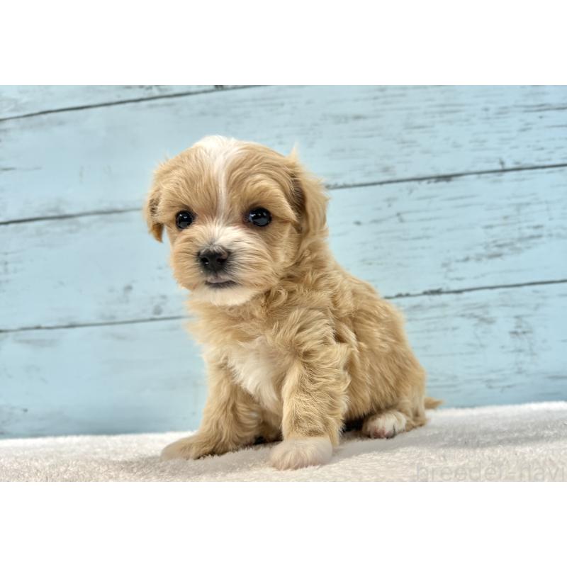 販売中の千葉県のマルプー:マルチーズ×トイプードル-436204の4枚目