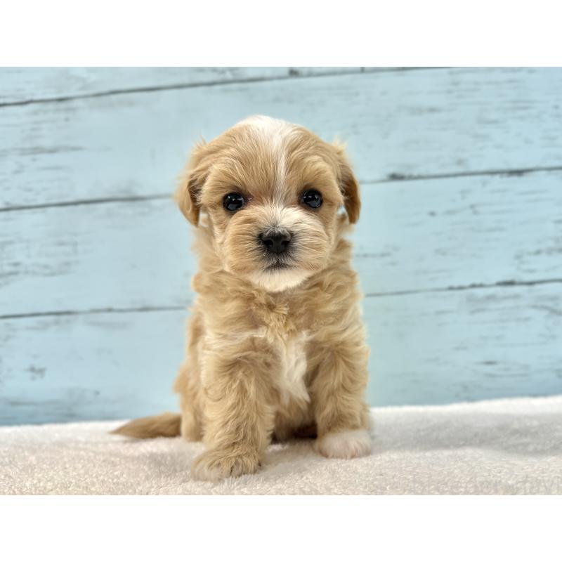 販売中の千葉県のマルプー:マルチーズ×トイプードル-436204の3枚目