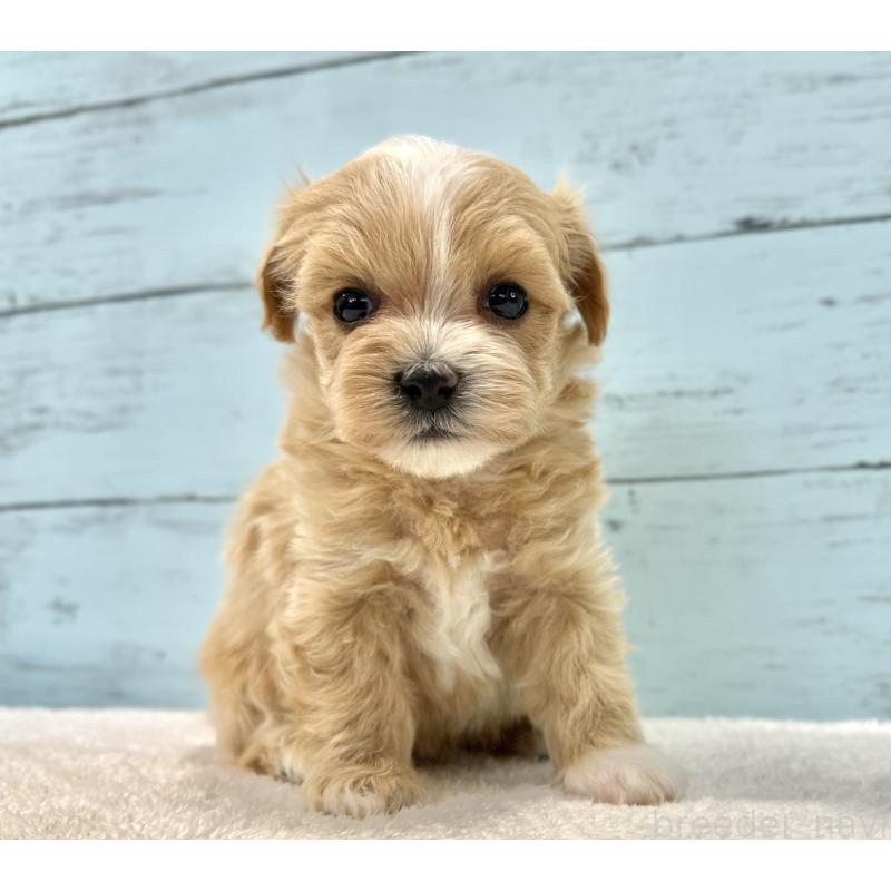 販売中の千葉県のマルプー:マルチーズ×トイプードル-436204の2枚目