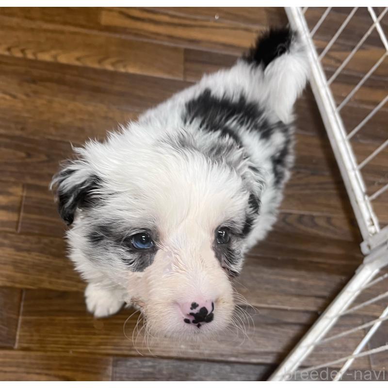 成約済の東京都のボーダーコリー-434198の6枚目