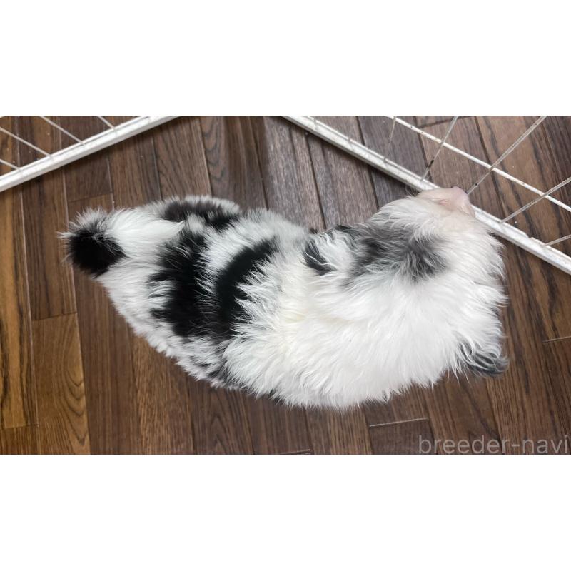 成約済の東京都のボーダーコリー-434198の5枚目