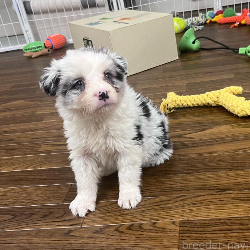 販売中の東京都のボーダーコリー-434198