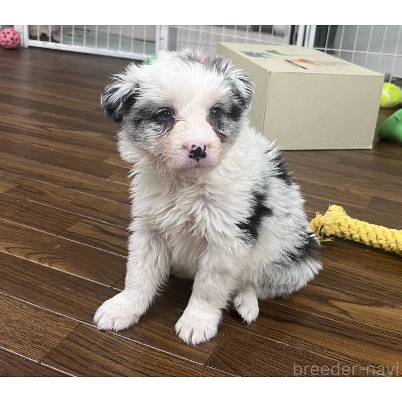 成約済の東京都のボーダーコリー-434198の3枚目