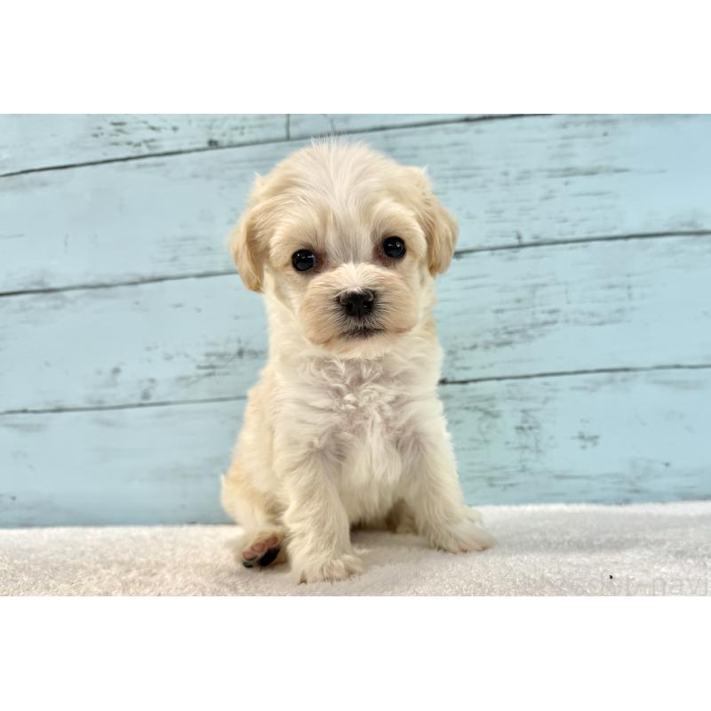 販売中の千葉県のマルプー:マルチーズ×トイプードル-436205の9枚目